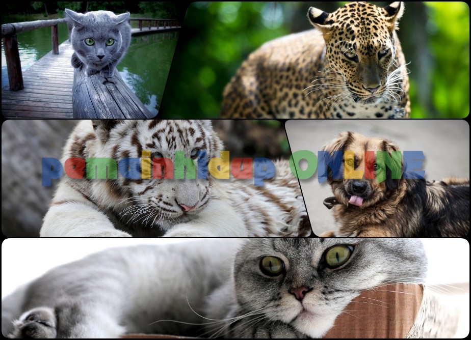 Download Animals Wallpaper Pack 1 | pemainhidup ONLINE Wallpaper Update